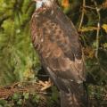 Buse variable1