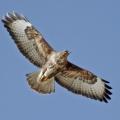 Buse variable4