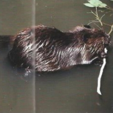 Femelle castor d'Europe avec une branche entre ses dents, nage avec son petit