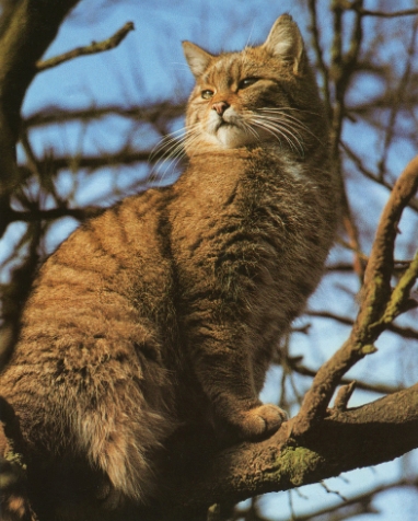 Chat sauvage perché sur un arbre