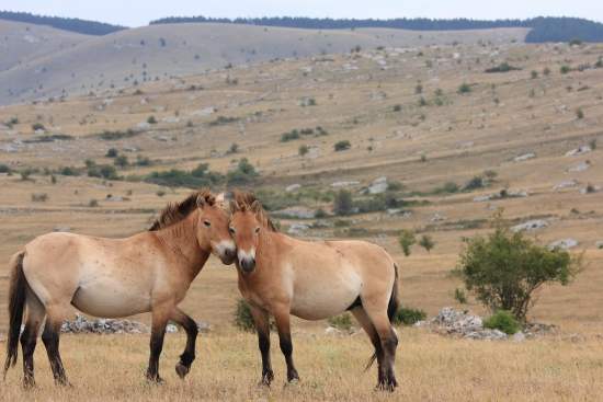 Couple chevaux Prjevalski 