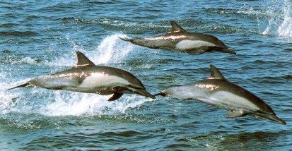 3 dauphins commun