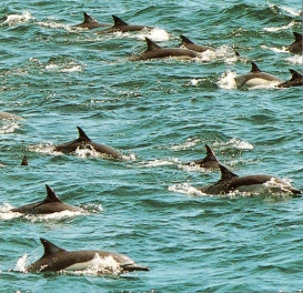 Groupe de dauphins commun