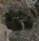 Poussins eiders à duvet au nid.