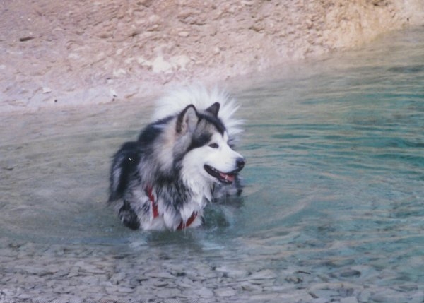 Husky dans l'eau