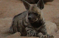 Jeune hyène rayée couché sur roche
