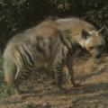Hyène rayée2