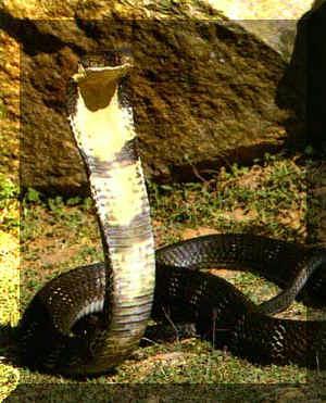 Cobra tête dressé