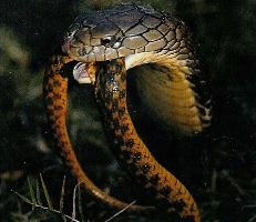 Cobra royal avec proie (petit serpent) dans la bouche