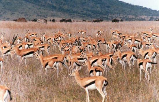 Groupe gazelles Thomson