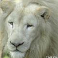 Lion blanc1