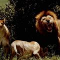 Lion, lionnes1