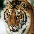 Tigre Sibérie1