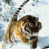 Tigre de Sibérie2