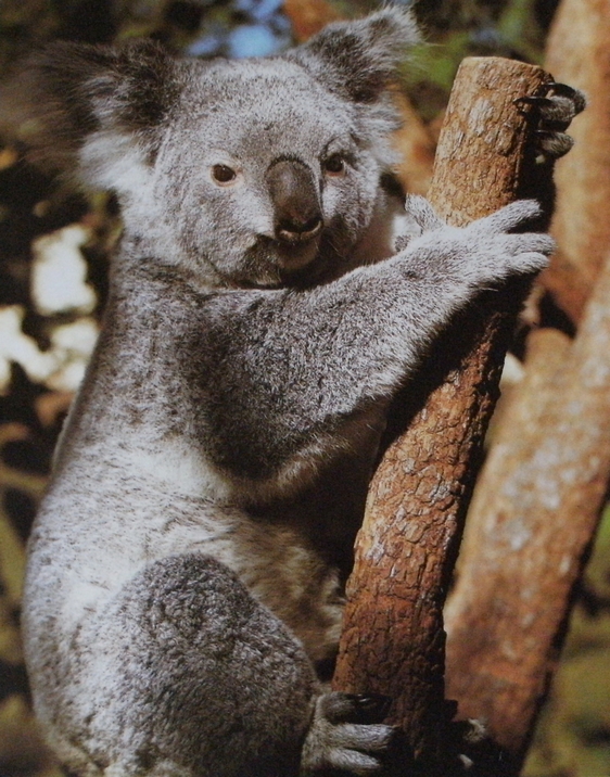 Koala1