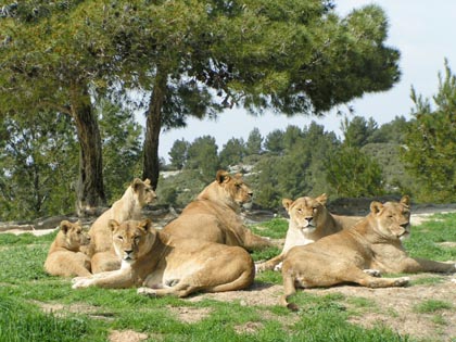 Plusieurs lionnes couché ensemble