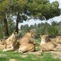 Lionnes groupe1