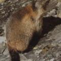 Marmotte des Alpes2