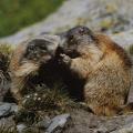 Marmotte des Alpes4