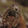 Marmotte des Alpes6