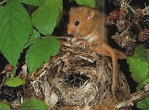 Muscardin posté sur son nid, entre les branches d'un mûrier