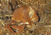 Muscardin en hibernation dans son nid, enroulé sur lui-même