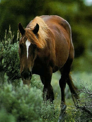 Mustang debout dans pré, buissons