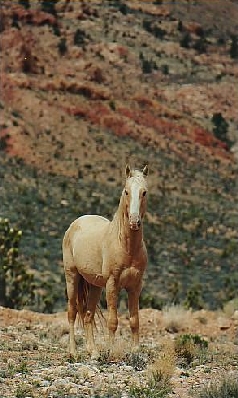 Mustang debout, terrain rocailleux