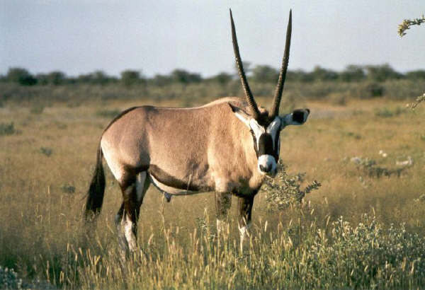 Oryx entrain de brouter