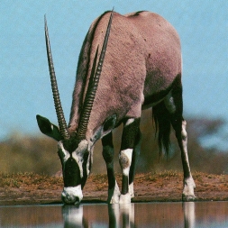 Oryx entrain de boire