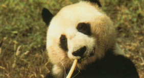 Panda mange
