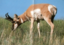 Pronghorn broute