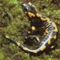 Salamandre tachetée1