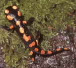 Salamandre tachetée noire à pois rouge