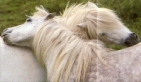Couple poneys Shetlandais