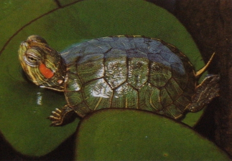 Bébé tortue à temps rouges sur plante aquatique.