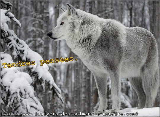 carte loup blanc hiver 1