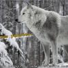 carte loup blanc hiver 1