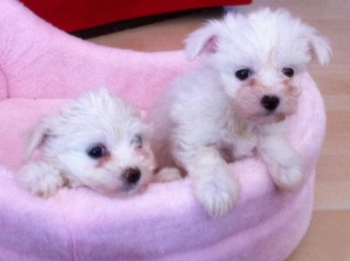 Deux chiots bichon maltais