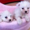 Bichon maltais chiots1