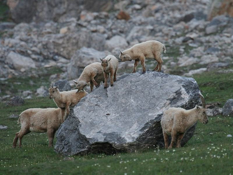 Jeunes bouquetins des Alpes sur rocher