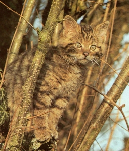 Chat sauvage europe (chaton)1