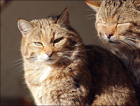 Deux chats sauvage