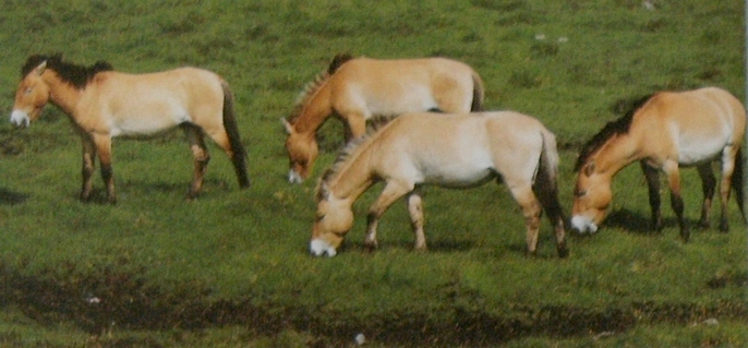Harde chevaux Prjevalski