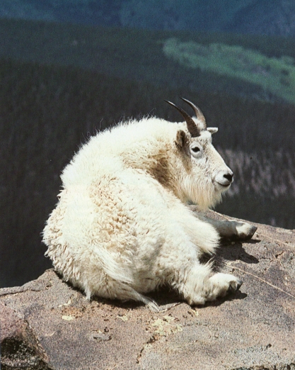 Chèvre des montagnes rocheuses allongé au bord d'une corniche