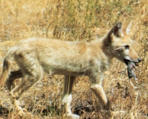Jeune coyote chasse