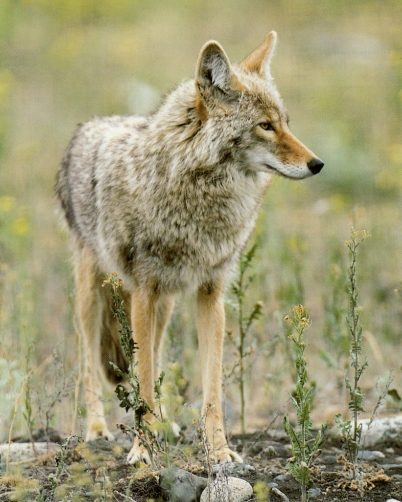 Coyote dans plaine, observe