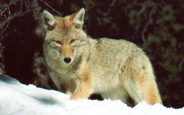 Coyote dans neige