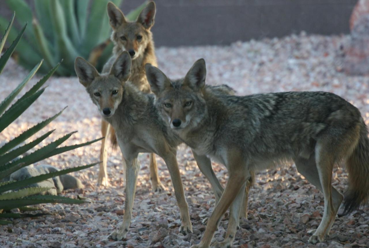 3 coyotes