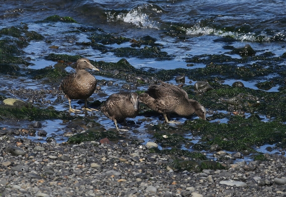 Eiders à duvet2